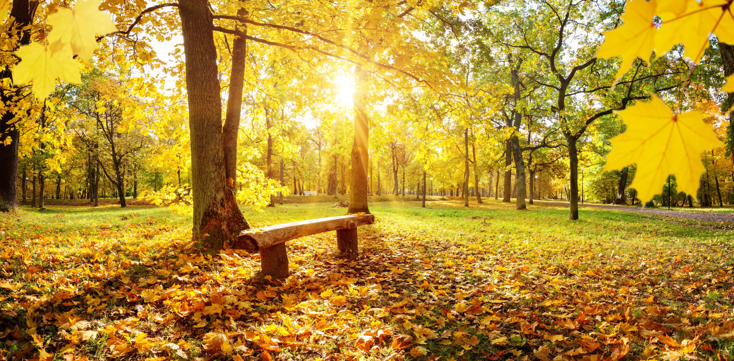 Ways to Enjoy Fall in its fullest