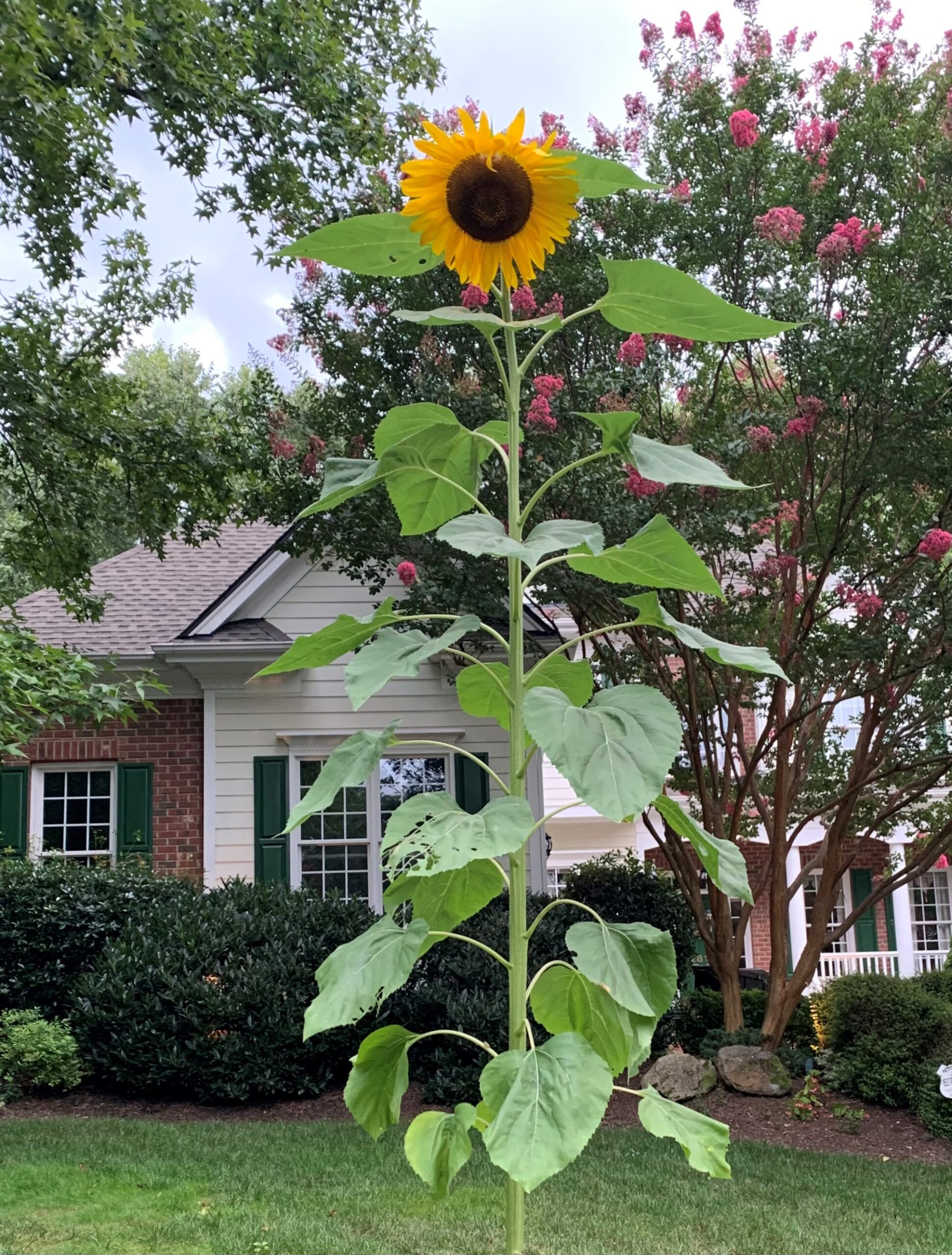 Waiting for the sunflower to show up can be difficult.  But what joy when you see it!  