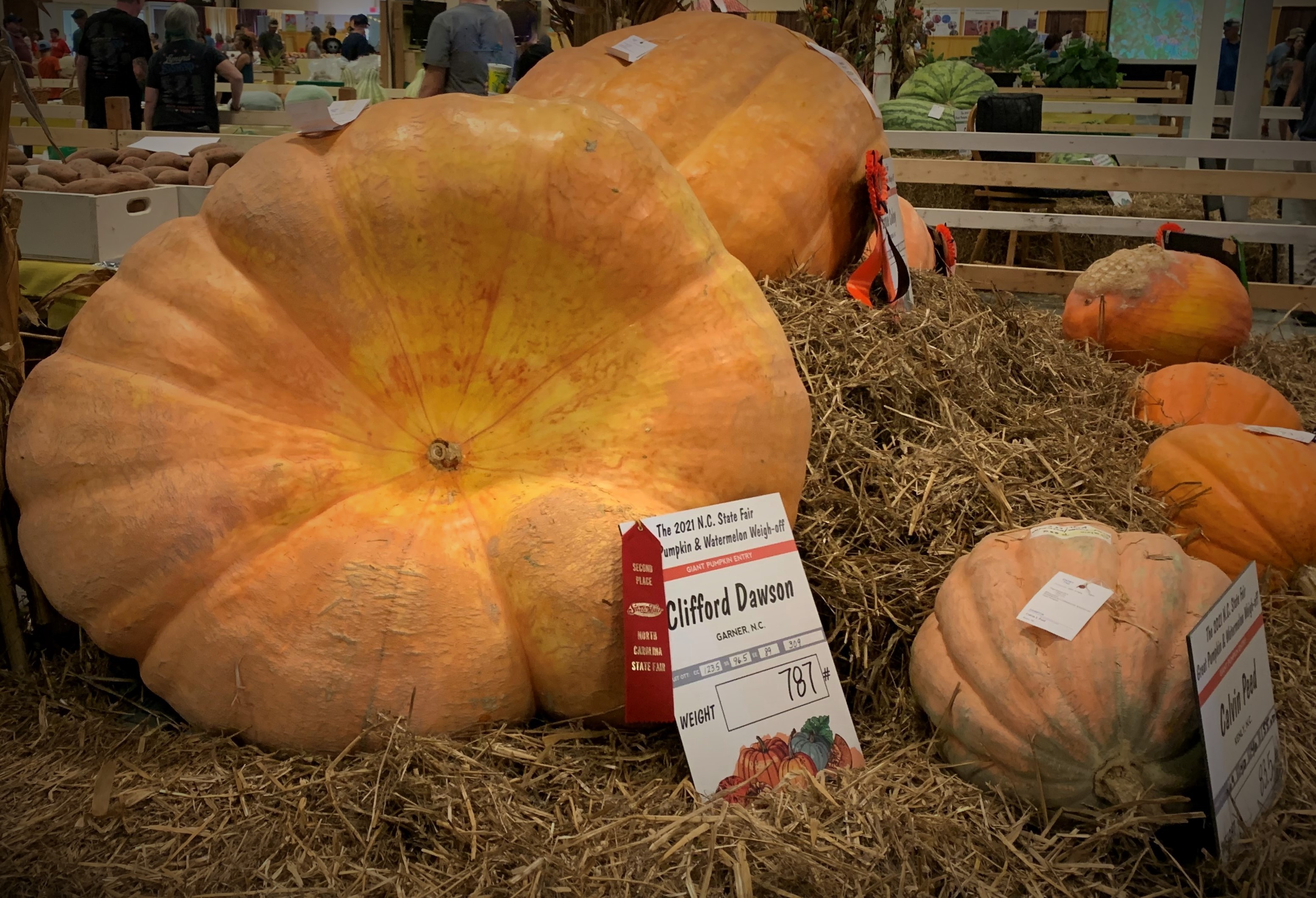 Giant Pumpkin Care and Journey Deliver Life Lessons