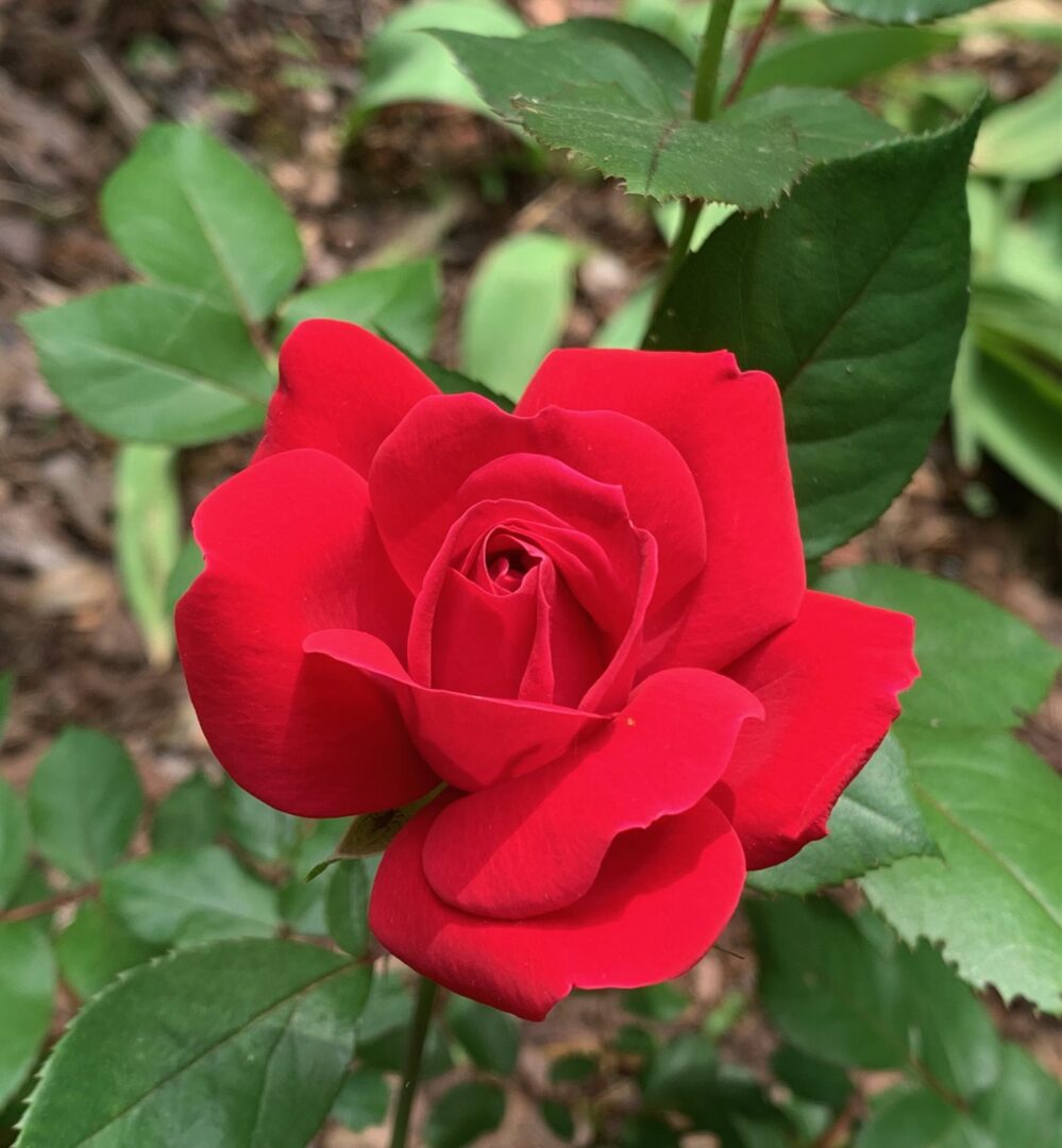 One Shows Us What Good Is, What Beauty Is Only takes one to remind us of beauty, of God's goodness and gifts. Sometimes it's a rose. sometimes it's something else.